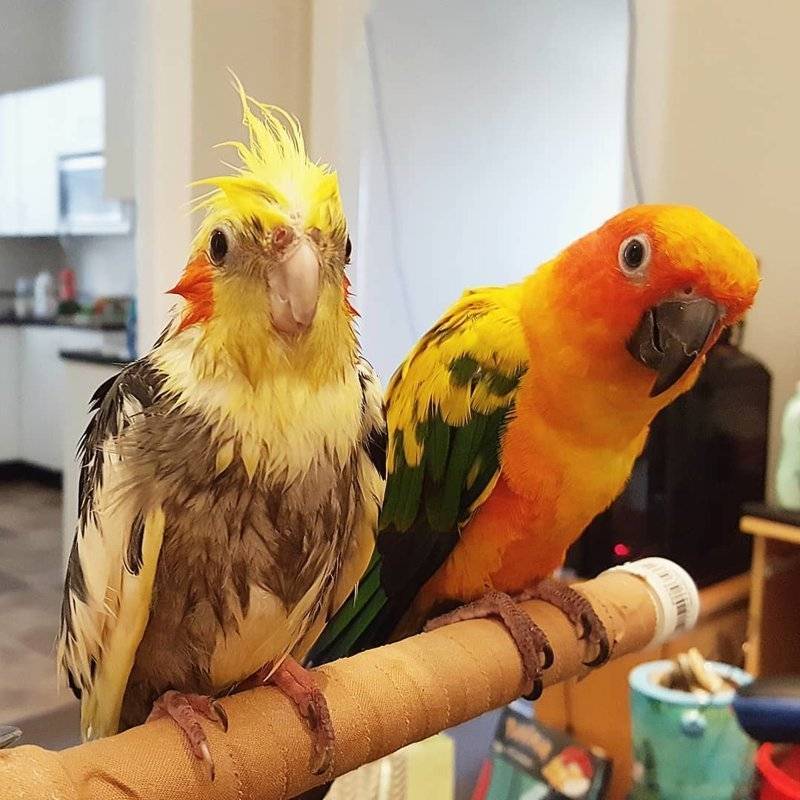 Домашние попугаи – советы по выбору попугая