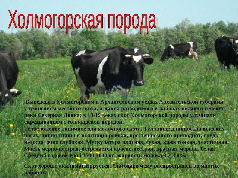 Отличительные черты Холмогорской породы коров