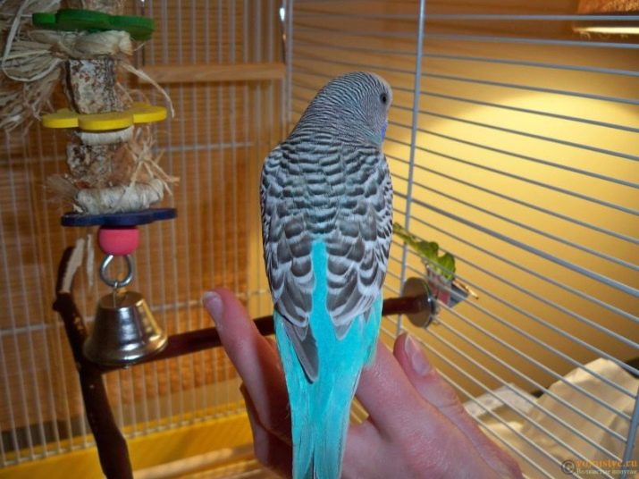 Уход за птенцами волнистого попугая | блог ветклиники "беланта"