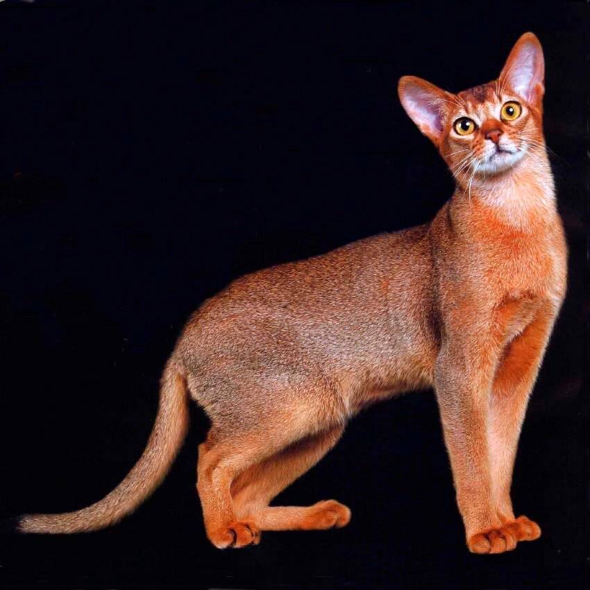 Абиссинская кошка – все о породе, как выглядит характер, уход, здоровье, фото