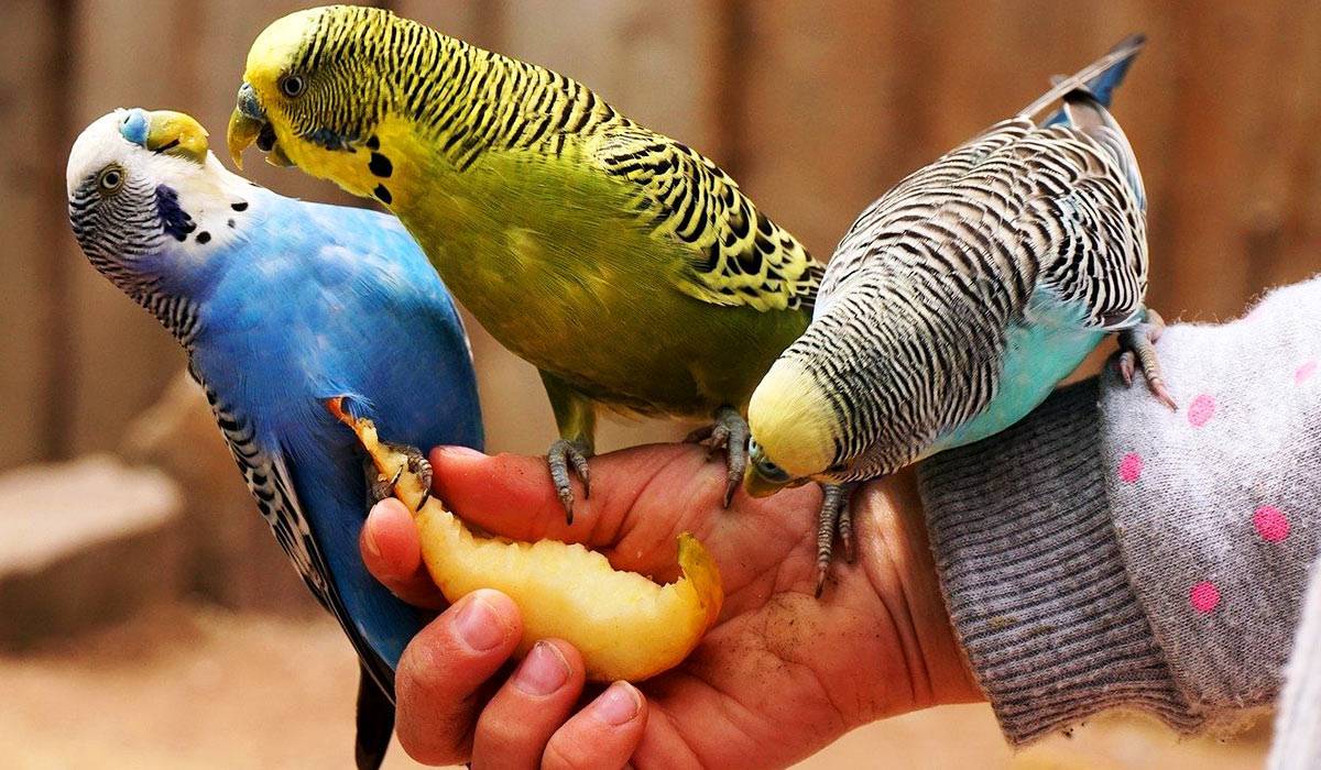 Что ест волнистый попугай дома и в естественной среде