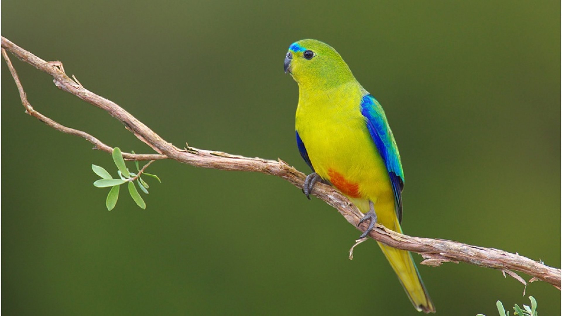 Травяной попугай: глянцевый и лазурный попугайчик - уход и содержание