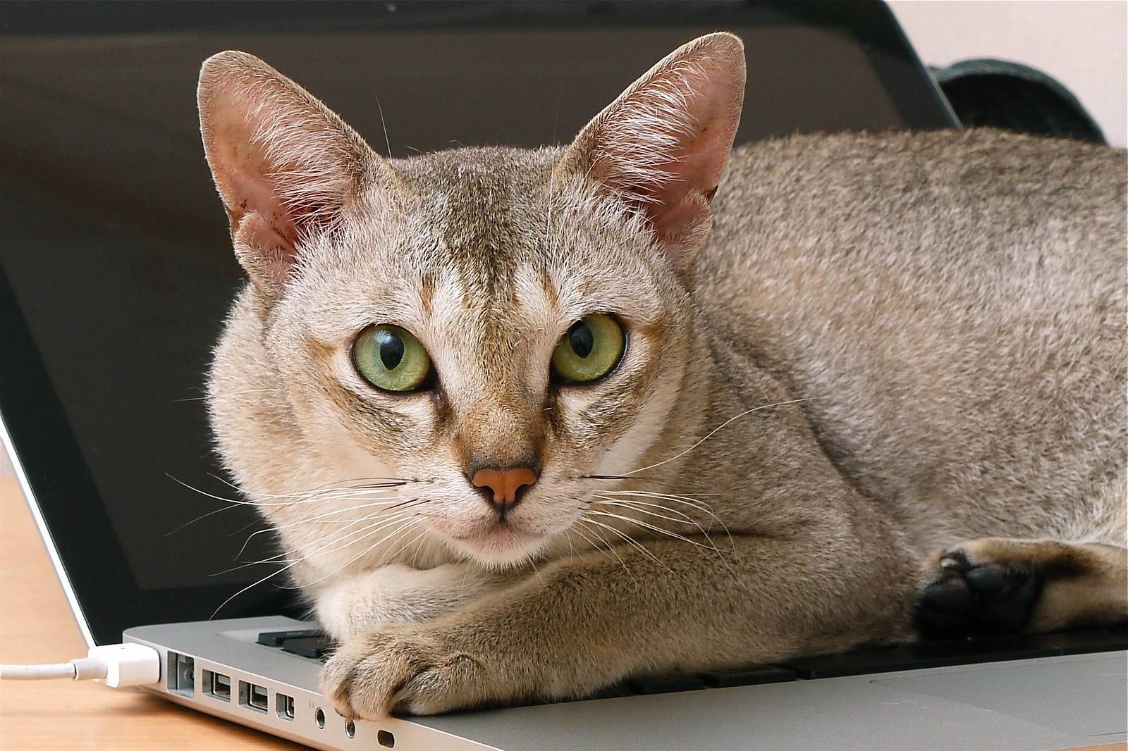 Сингапурская порода кошек: миниатюрный питомец с активным характером