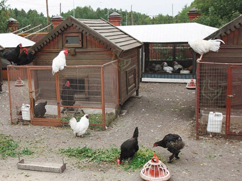 Содержание курицы-несушки на даче круглогодично и сезонно