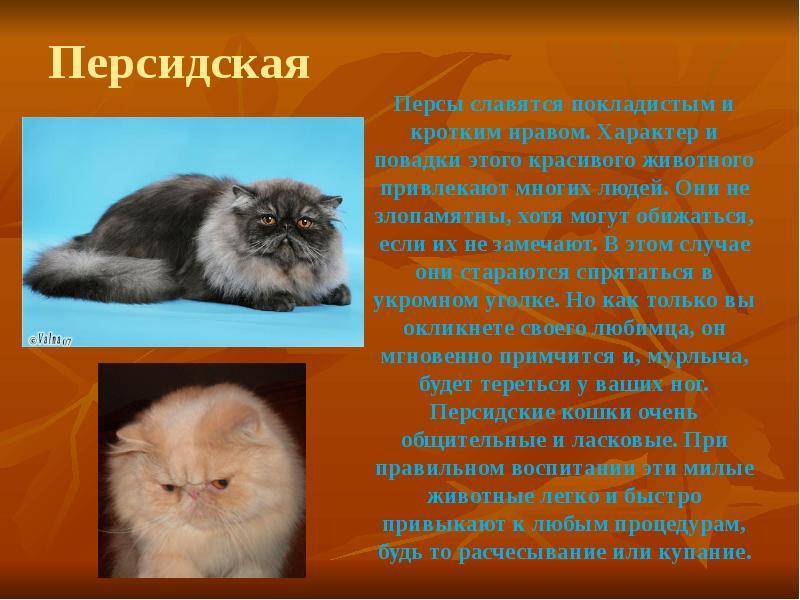 Персидская кошка (фото): животное артистической богемы - kot-pes