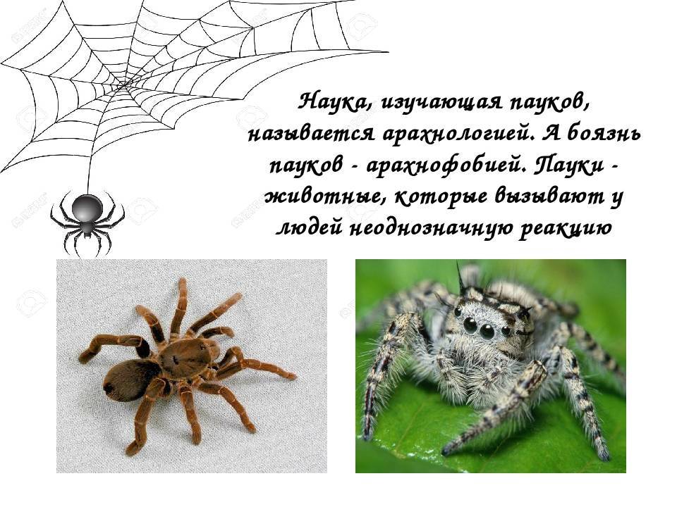 Основные виды пауков живущих в доме или квартире