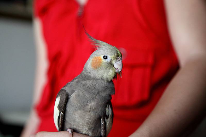 Разговаривают ли кореллы и как обучить попугая речи