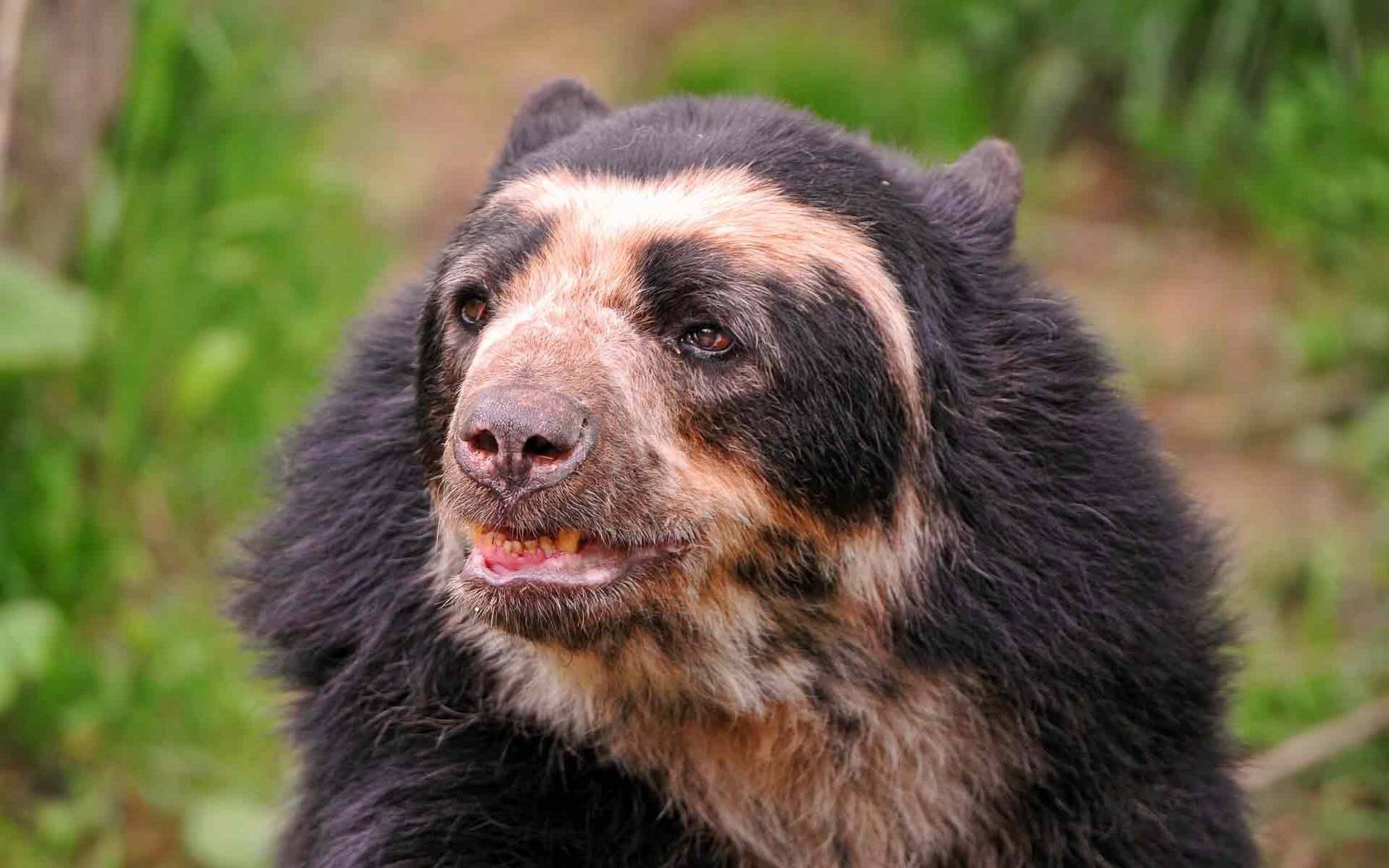 Очковый медведь (фото): как выглядит, где обитает, чем питается и интересные факты