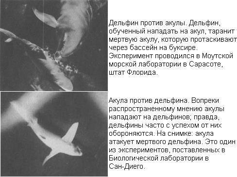 Топ-5 мифов про акул
