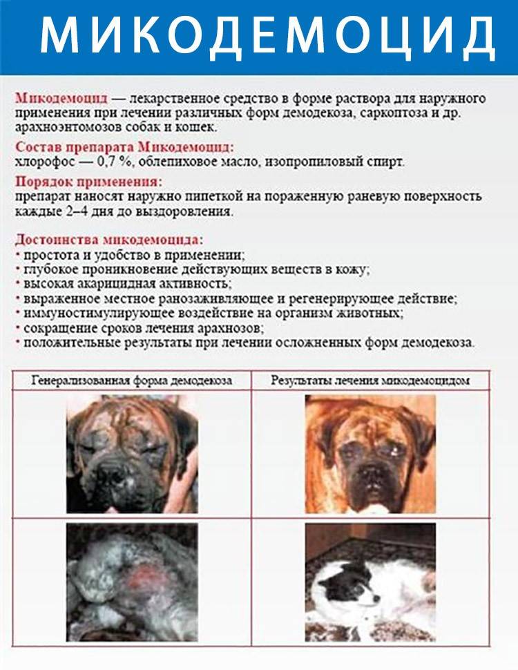 ❶ подкожный клещ у собаки: симптомы, как выглядит, методы лечения