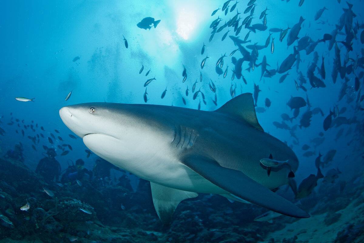 Колючая акула катран — описание, питание