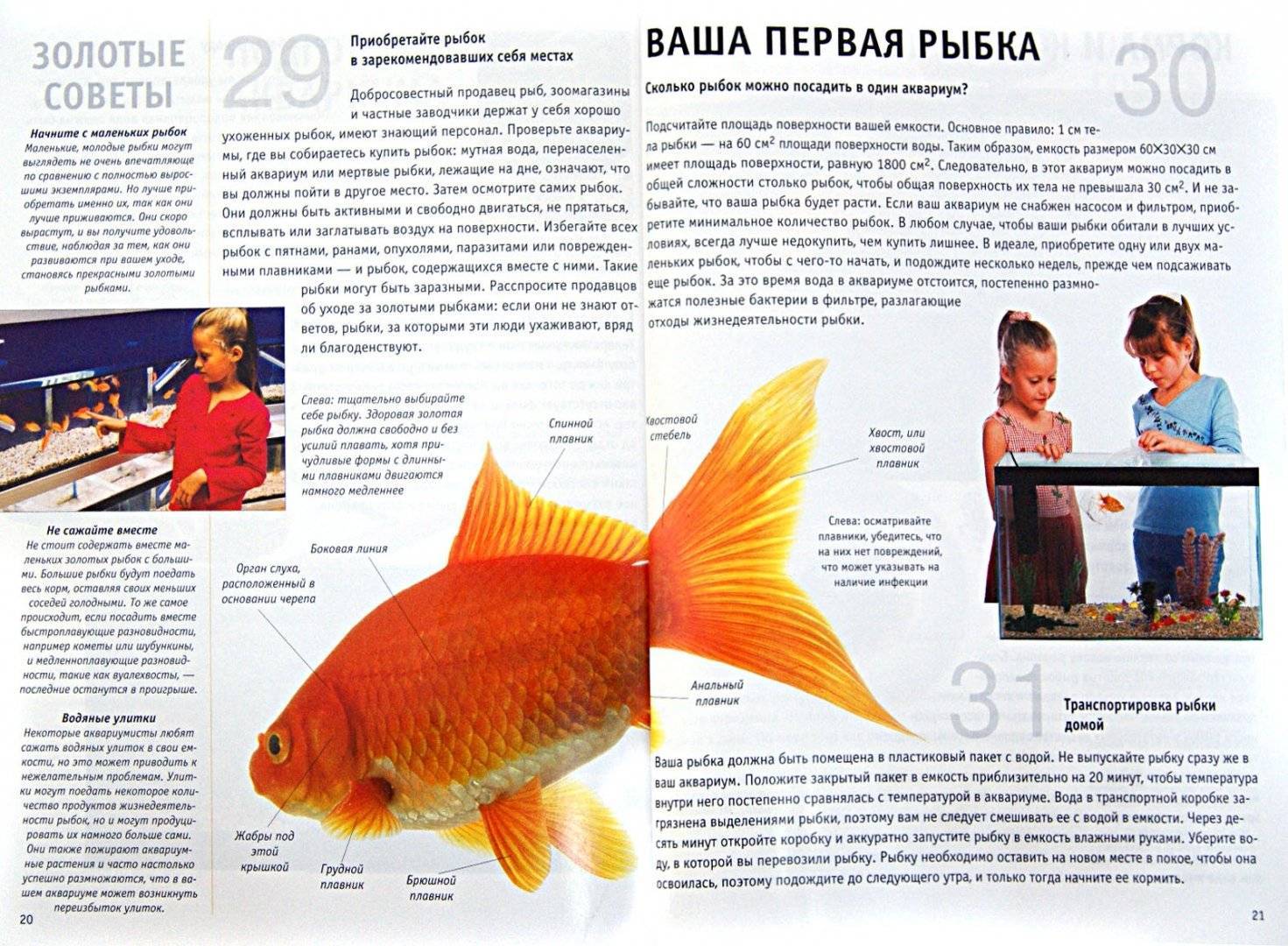 Содержание аквариумных рыбок - 140 фото и рекомендации по созданию оптимальных условий