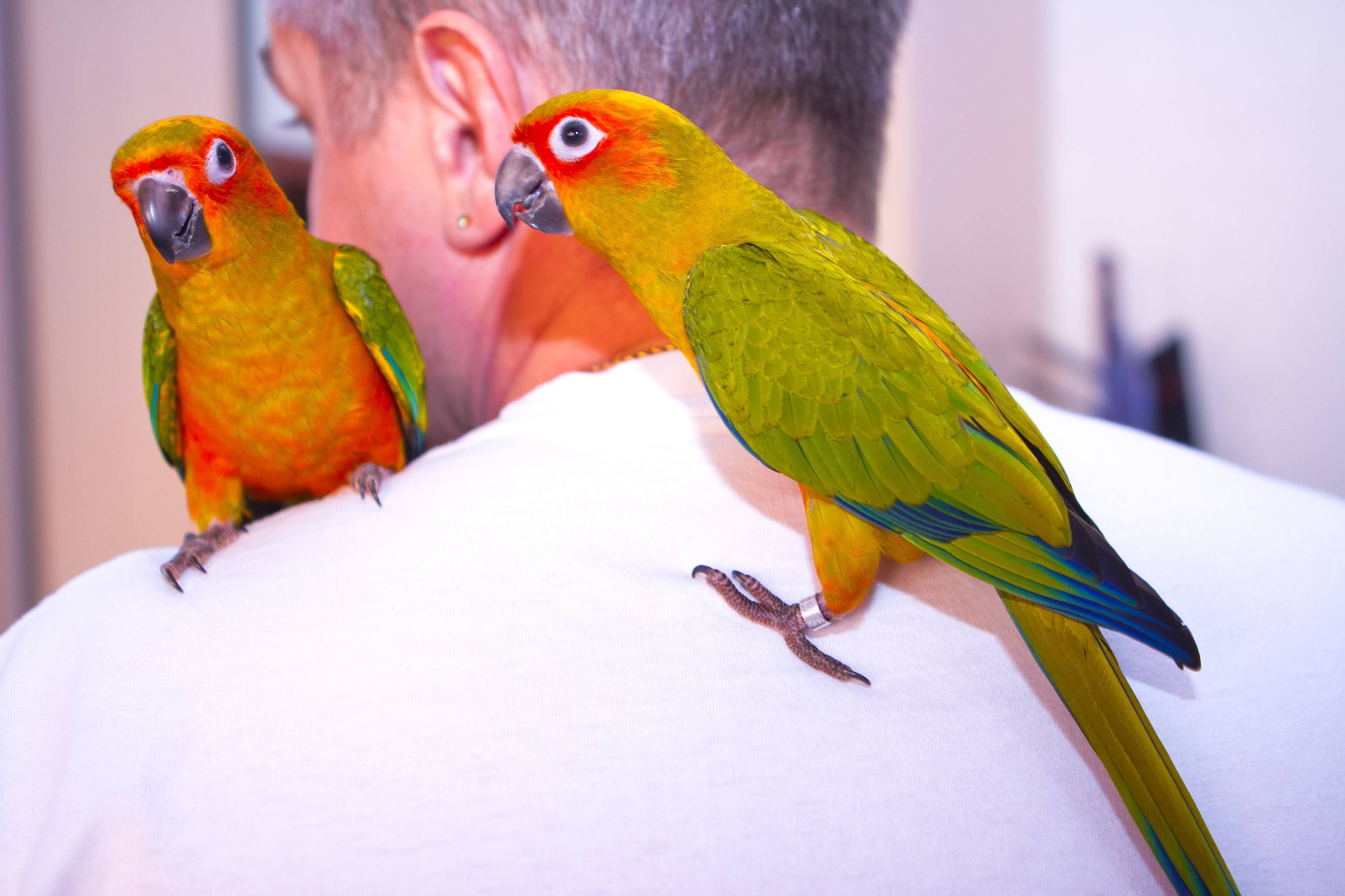 Сочинение попугай - мое любимое домашнее животное (мой питомец)