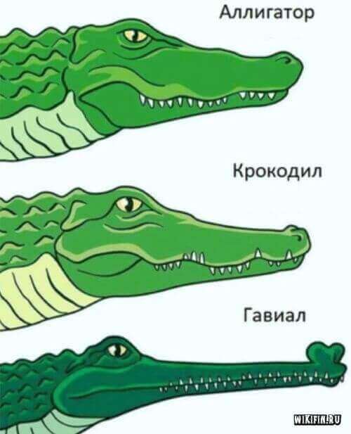 Чем крокодилы отличаются от аллигаторов?