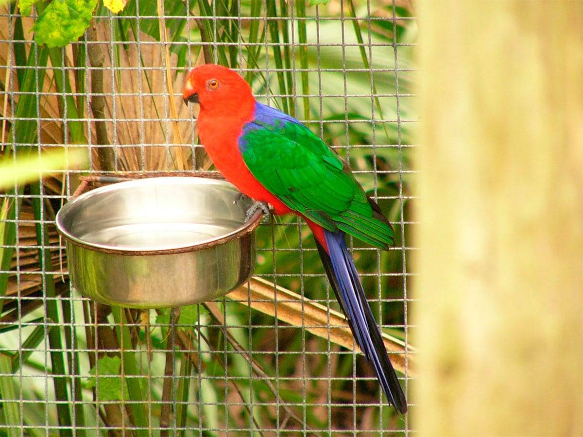 Ловля и содержание певчих птиц: виды, описание, кормление и уход