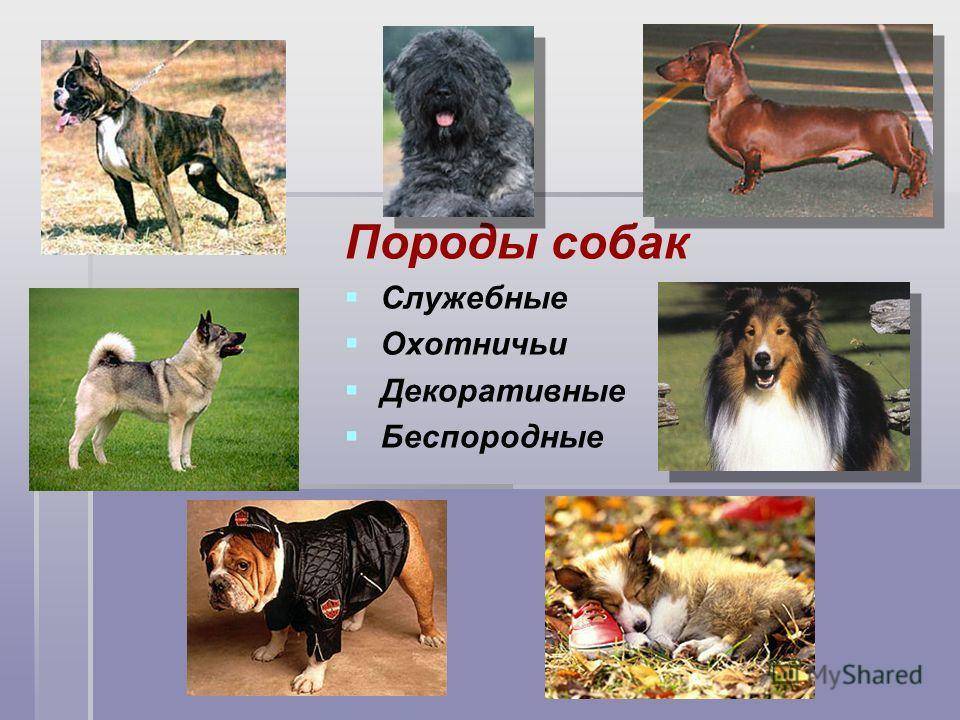 Служебные породы собак: фото, названия, описание, отзывы и видео