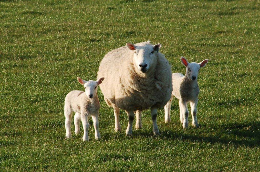 Лучшие породы овец: мясные, молочные, шерстные