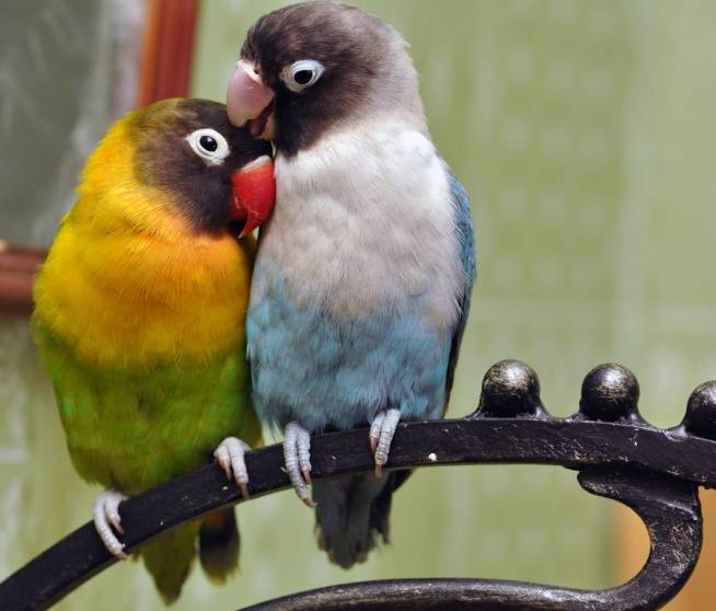 Красивые и прикольные варианты, как назвать попугая мальчика или девочку