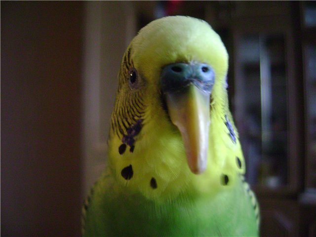 Болезни клюва у волнистых попугаев: почему кривой (деформация), потемнел, какой должен быть и лечение, фото