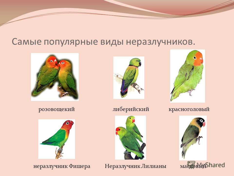 Размножение попугаев неразлучников