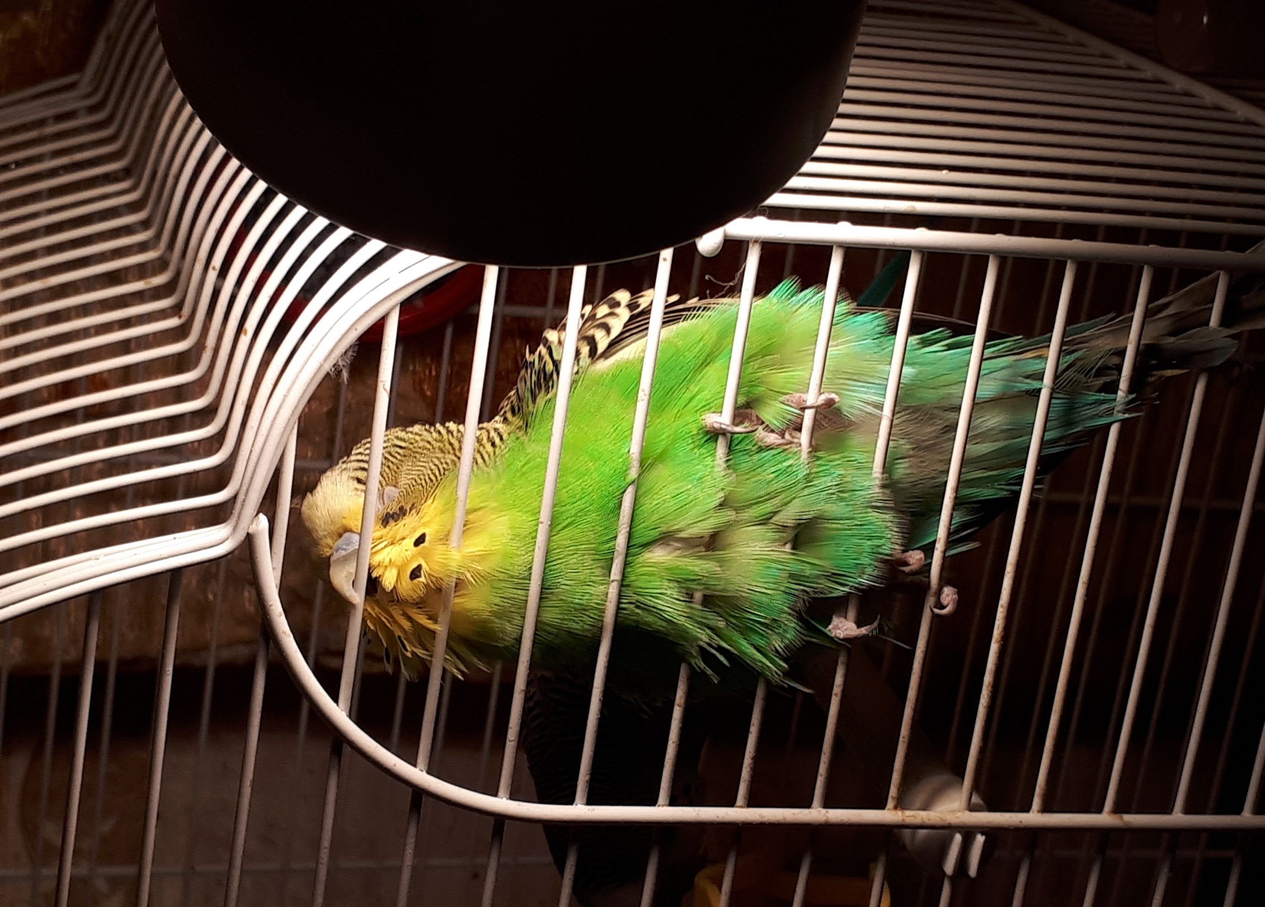 Чем мыть клетку попугая, как часто нужно чистить, чем продезинфицировать после смерти птицы, как обработать новую клетку
