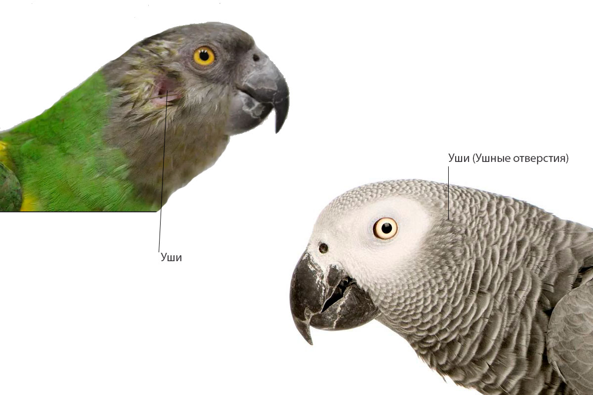 Уши и слуховой аппарат у попугаев