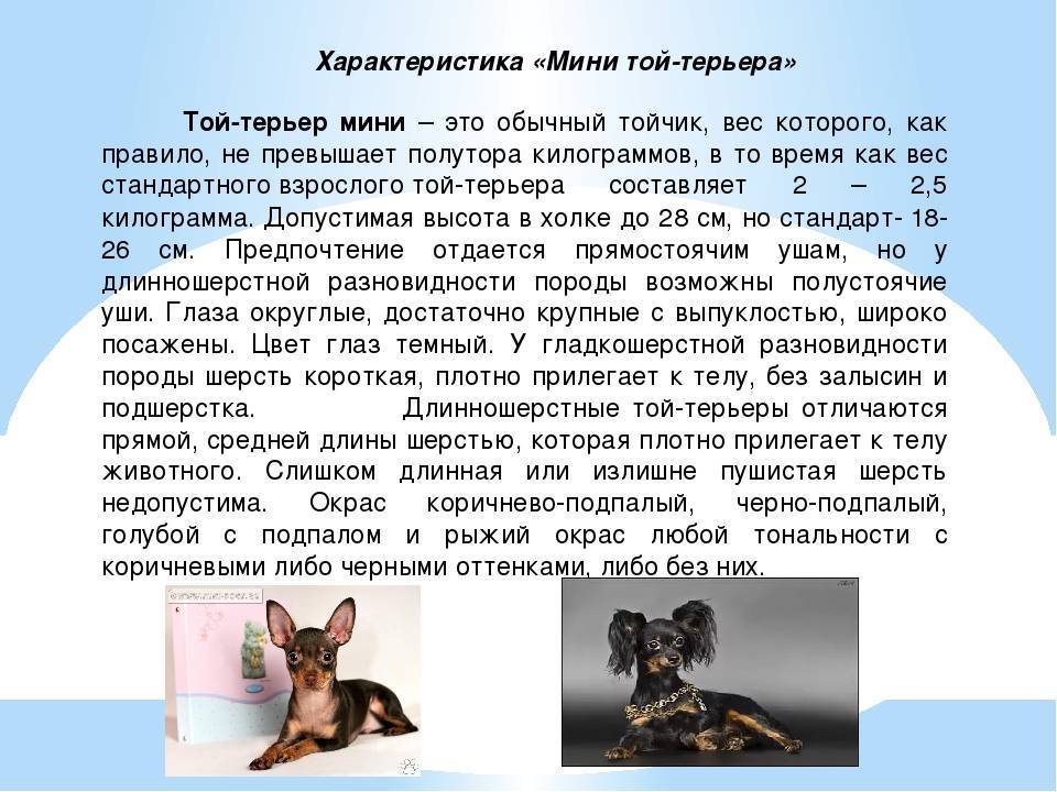 Русский той-терьер фото, цена щенка, описание породы, отзывы