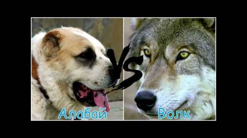 Кто сильнее собака или волк – волкодав против