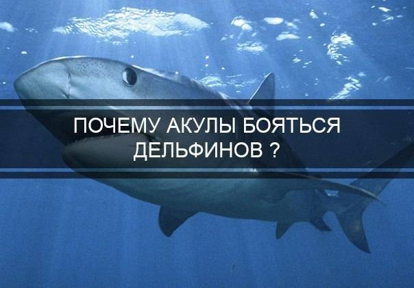 Каких животных боятся опасные акулы? - hi-news.ru