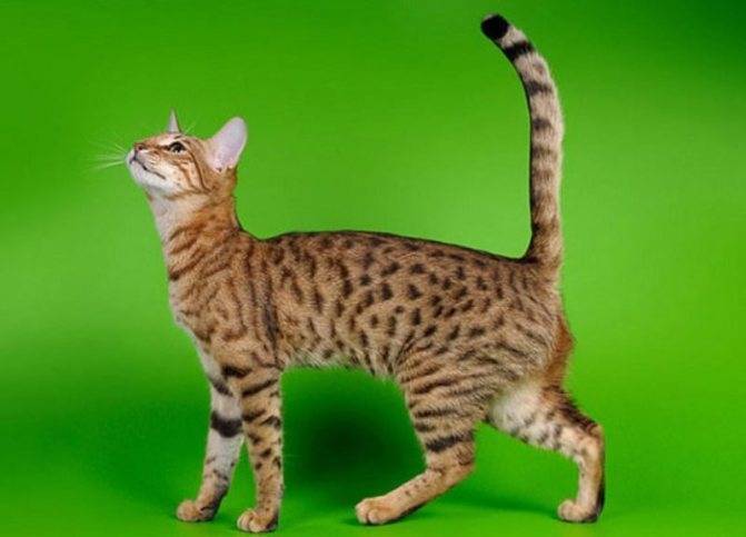Серенгети: описание породы кошек с фото и видео