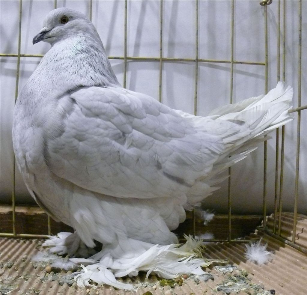 ✅ мясные голуби: выбор пород, как содержать, кормление и разведение, фото - tehnoyug.com