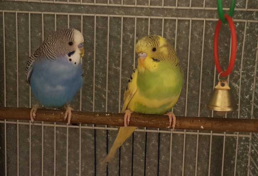[новое исследование] температура для попугаев волнистых, освещение для содержания и температура тела у попугайчиков