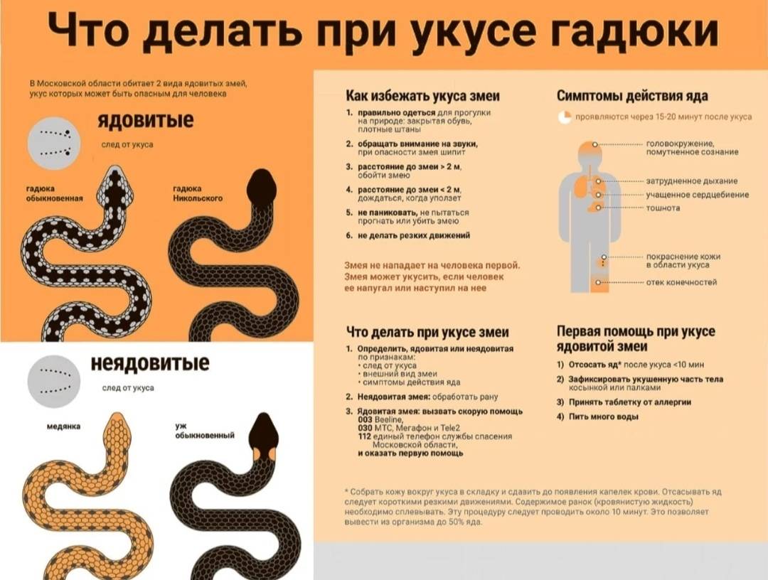Укус змеи - симптомы болезни, профилактика и лечение укуса змеи, причины заболевания и его диагностика на eurolab