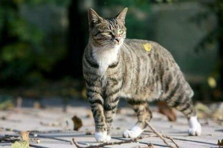 ᐉ китайская кошка ли хуа: особенности породы и характера, размножение - kcc-zoo.ru