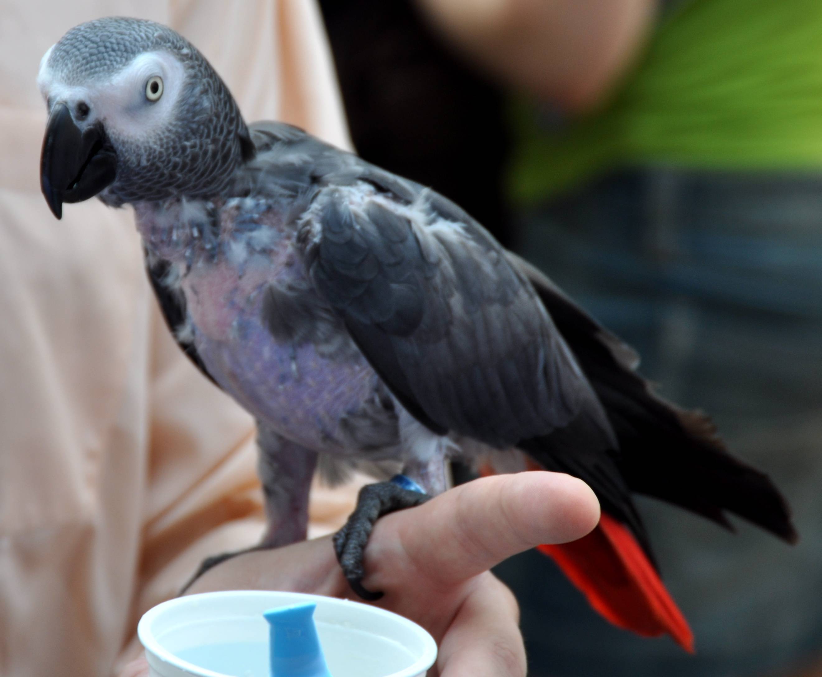 Самоощипывание попугаев — причины и лечение. как помочь птице