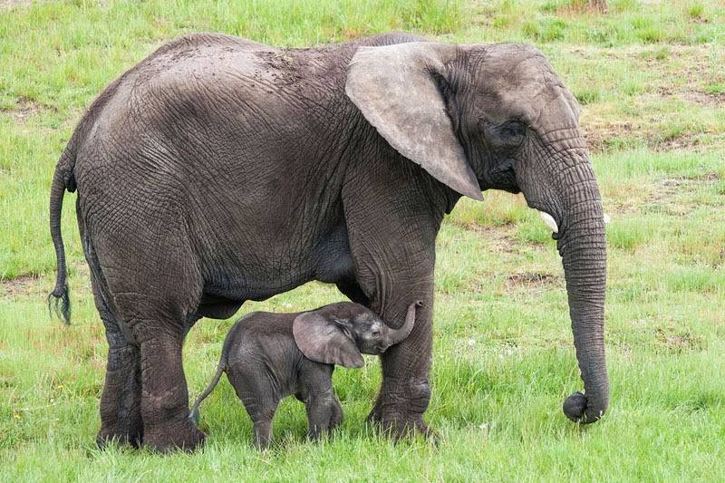 Хобот — лишний: как выкармливают новорожденного слоненка