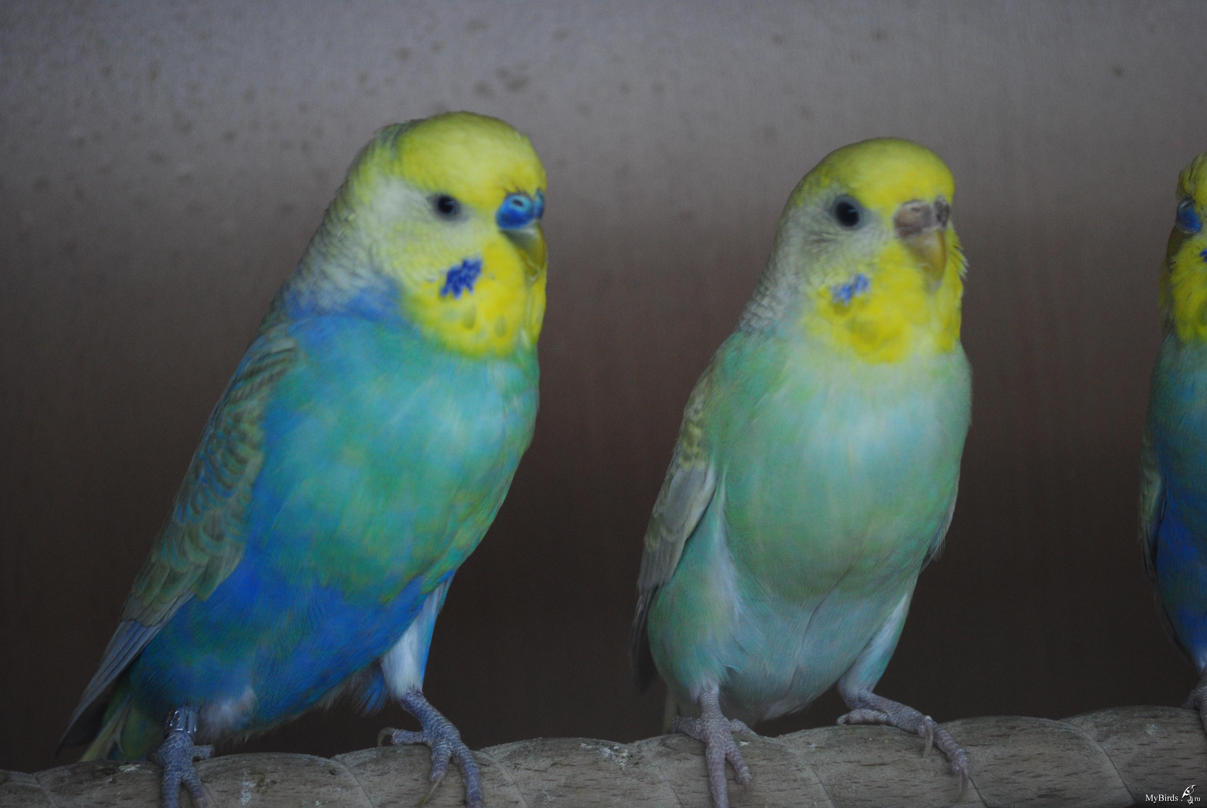 Волнистый попугай: говорящий попугай, фото, уход и содержание, болезни, сколько живут, клетка, пол, самка, самец, чем кормить домашнего волнистого попугая