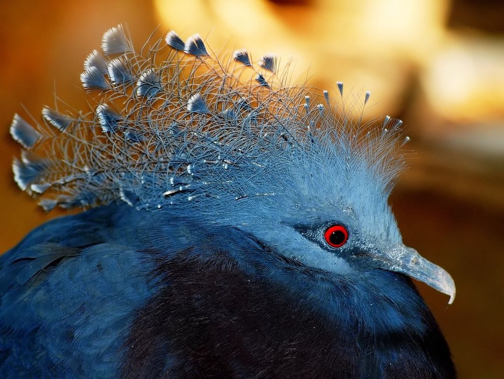 Венценосные голуби: где живут самые красивые их представители