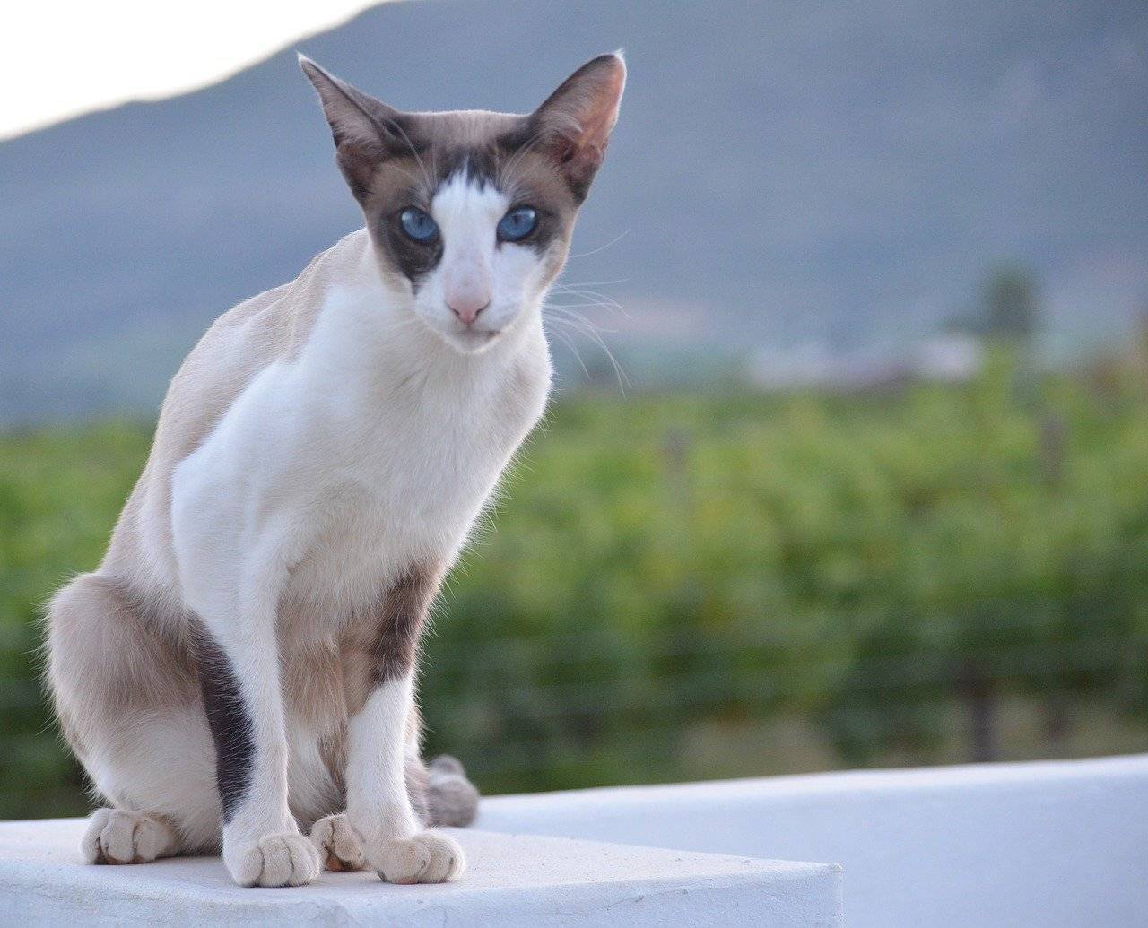 Топ 10 пород кошек с белым окрасом — список, характеристика и фото