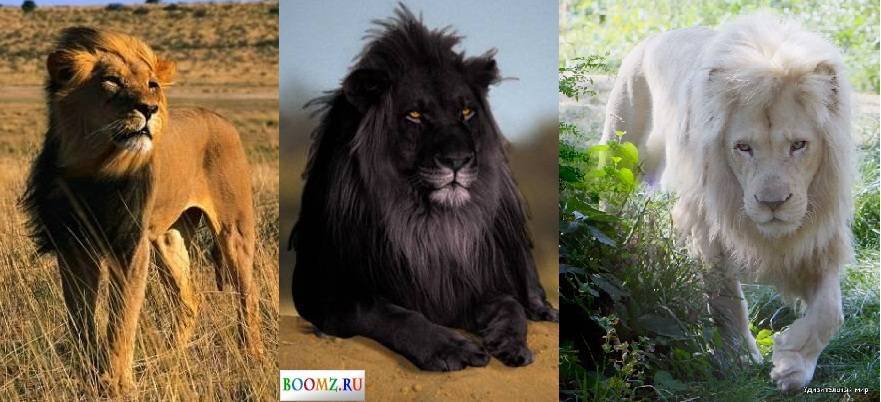 Есть ли черный лев в природе. черный лев: правда или миф