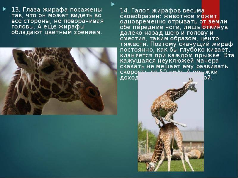 Жираф - информация о среде обитания, питании, поведении, размножении и подвидах