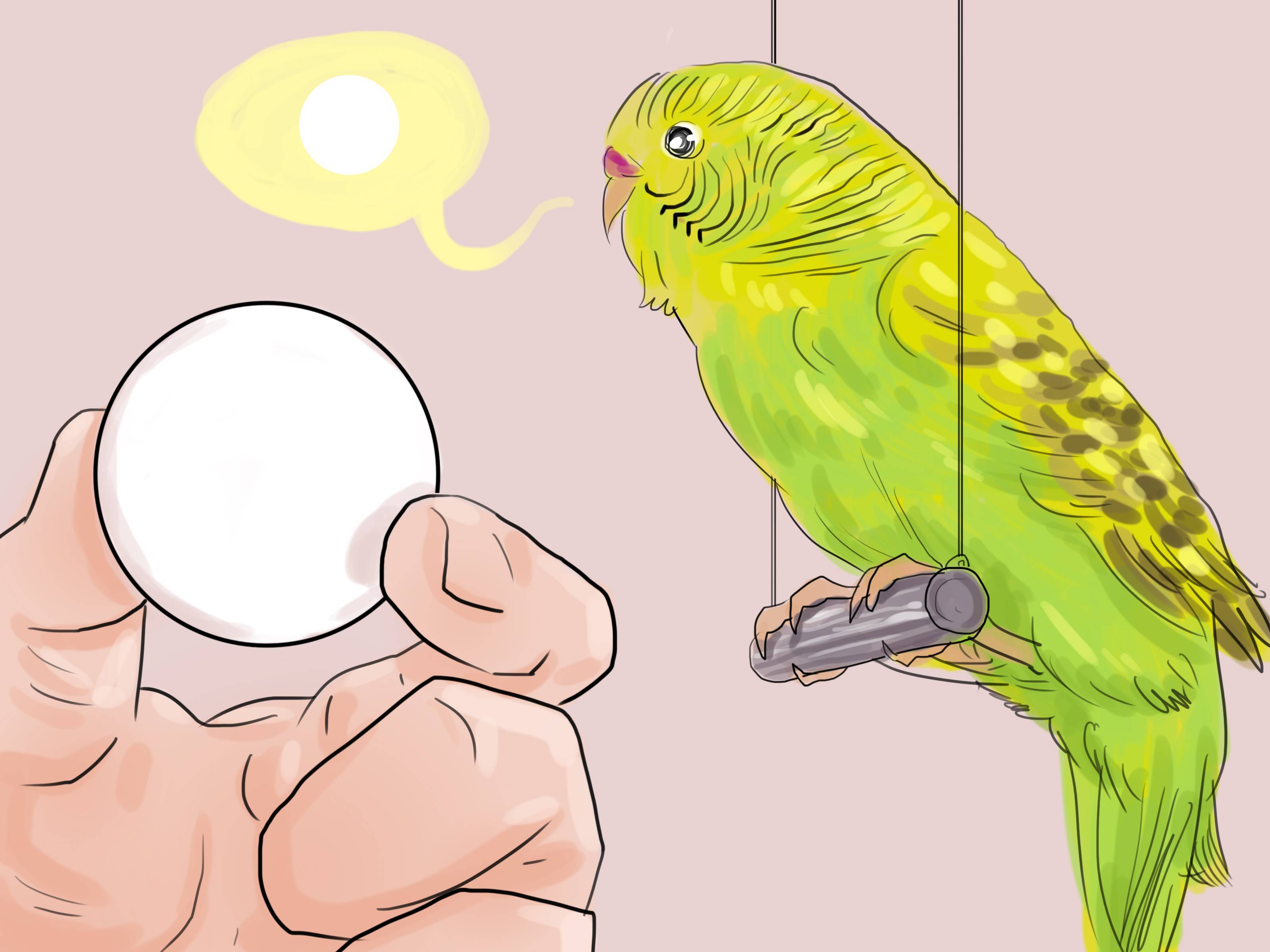 Как научить попугая
