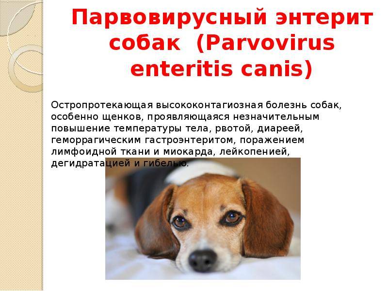 Энтерит у собак – симптомы и лечение, подробно и понятно