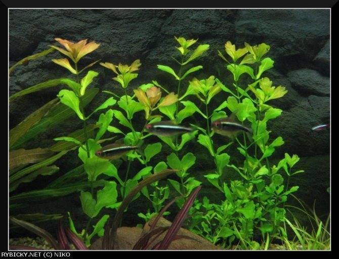 Растения для аквариума: советы для начинающих