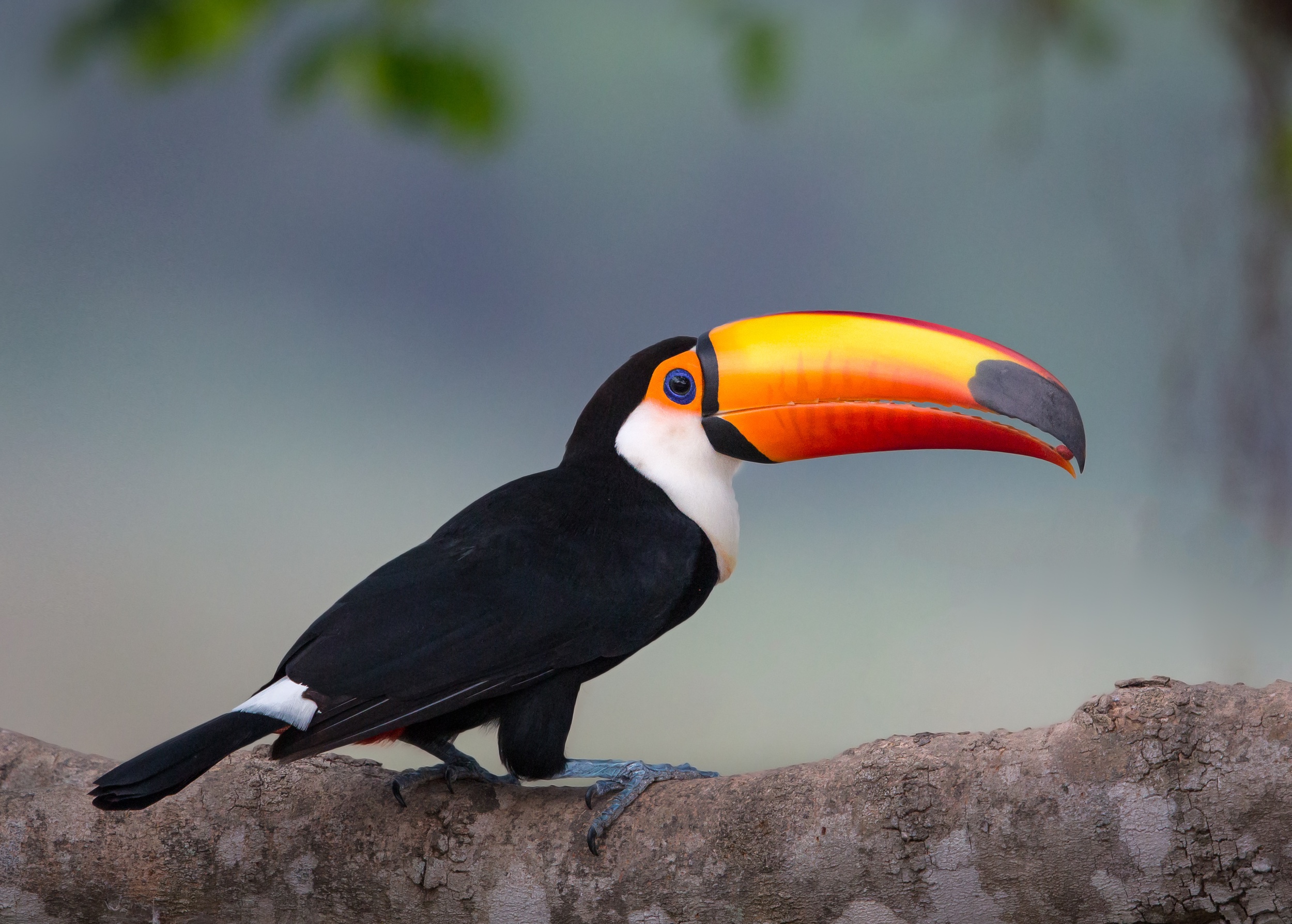 Конголезский попугай: описание, жизнь в природе, домашний уход