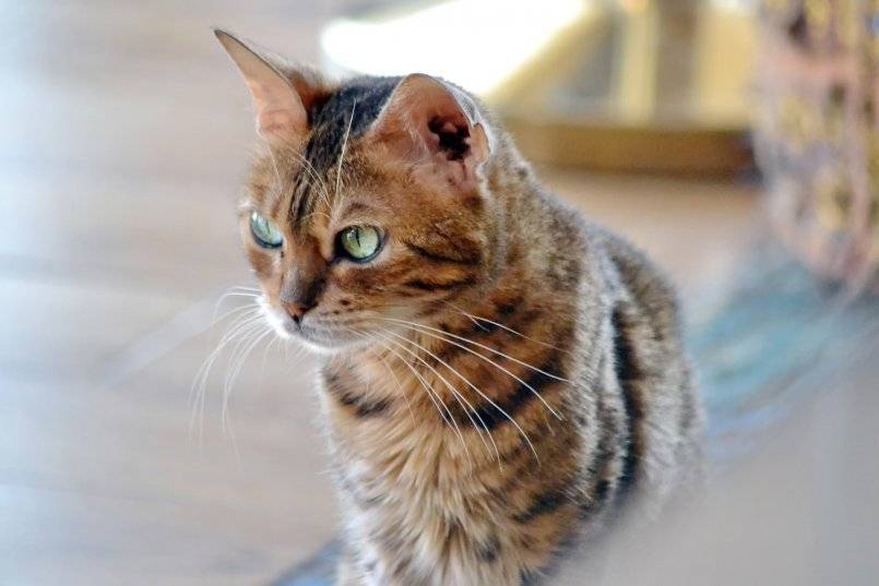 Порода аравийская мау (арабская мау) - мир кошек