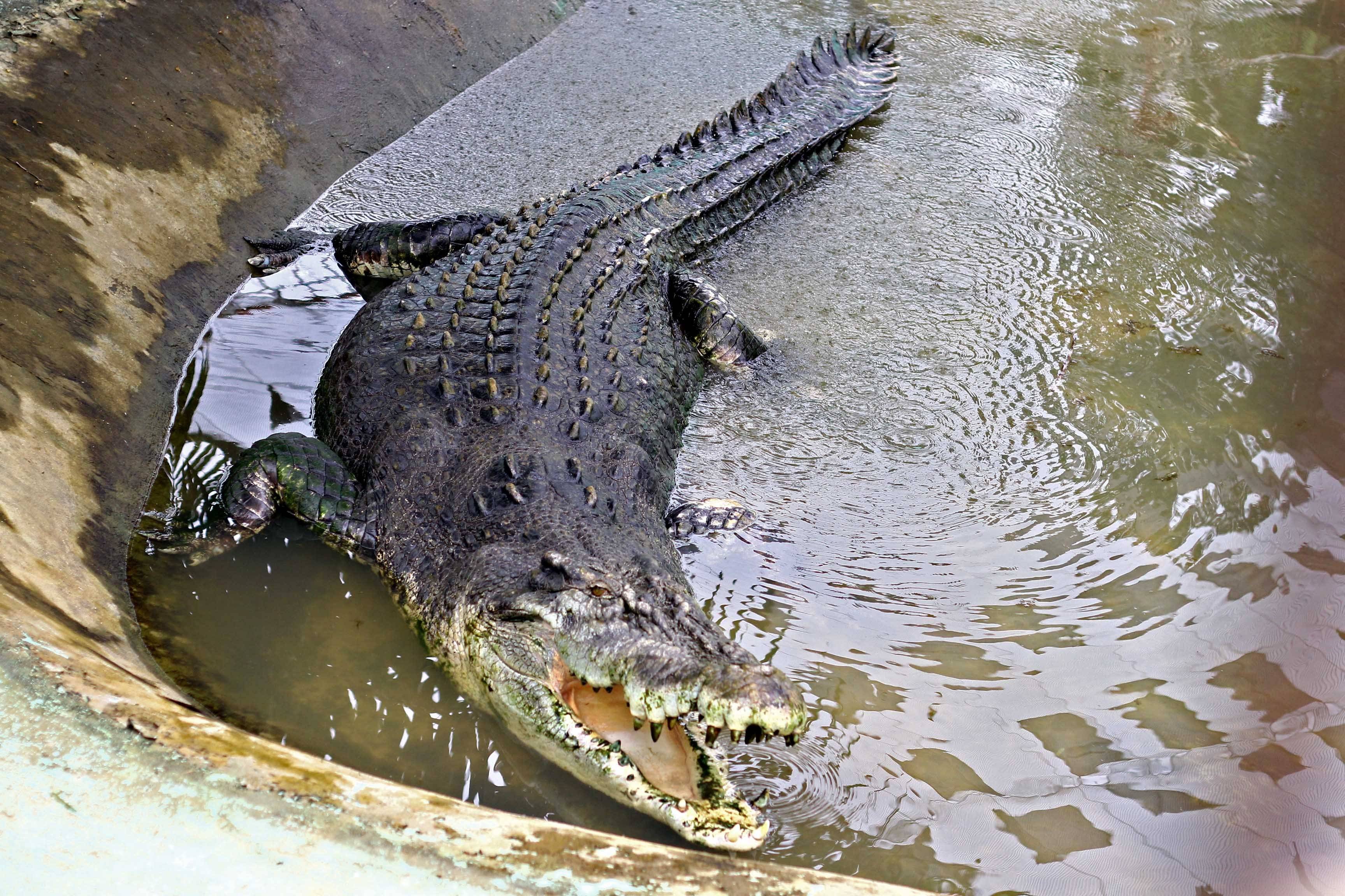 Самый большой крокодил аллигатор в мире: размер в метрах, вес, название, место обитания