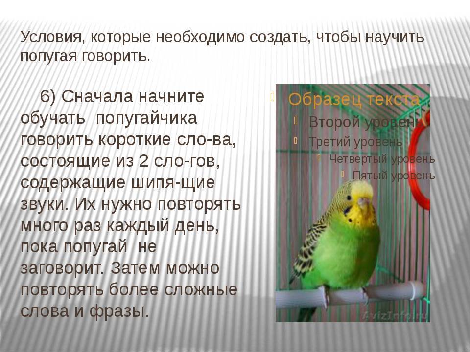 Разведение попугаев. советы и рекомендации по уходу, содержанию и разведению попугаев :: syl.ru