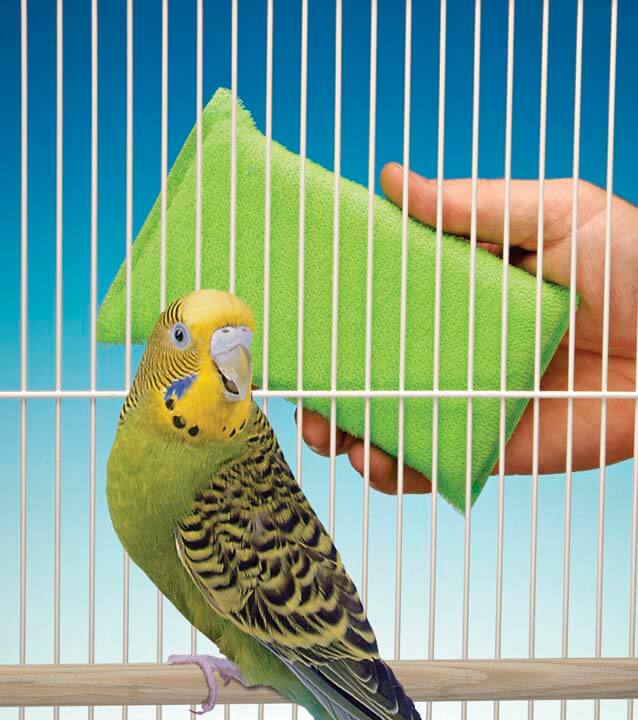 Волнистый попугай содержание и уход в домашних условиях