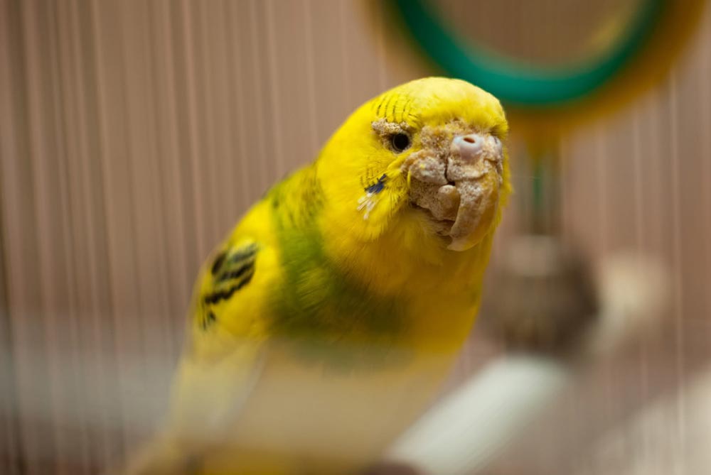 Болезни волнистых попугаев: причины, симптомы и лечение